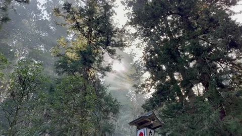 木漏れ日が導く神秘の森
