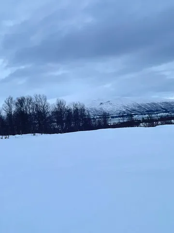 雪原に佇む冬の息吹