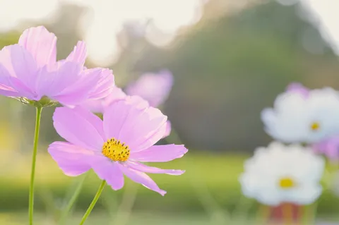春風に揺れるピンクの花