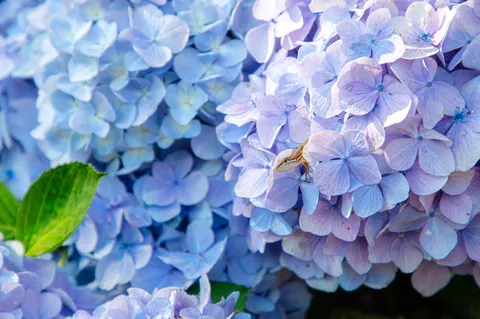 花の間にひょっこりさん