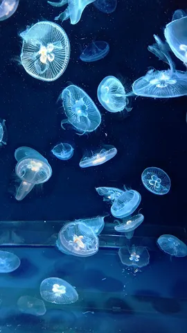 深海に漂う光のクラゲたち