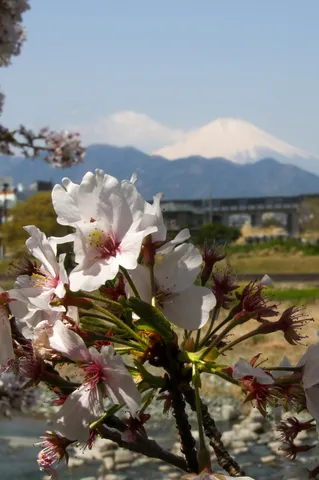 春風に舞う、白き花と悠久の峰
