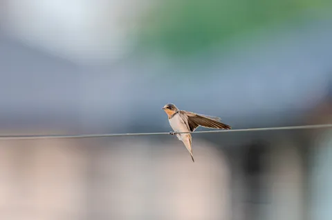 電線にとまる鳥の日常