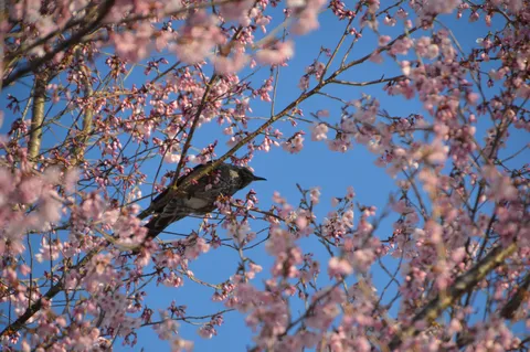 桜の木にとまる小鳥