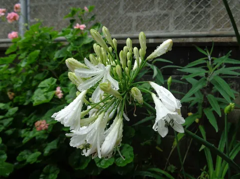 雨粒を纏う、白い蕾の静けさ