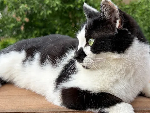 タキシード猫のクールな視線