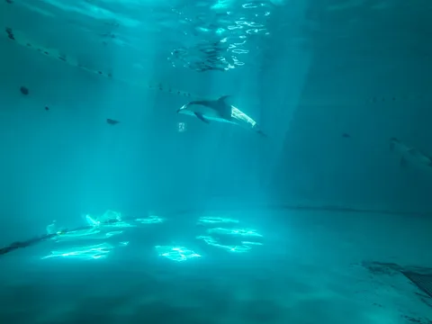 イルカと遊ぶ青い世界