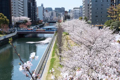 桜と都市を結ぶ水辺