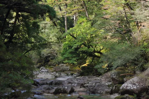 苔むす流れの静寂を映す