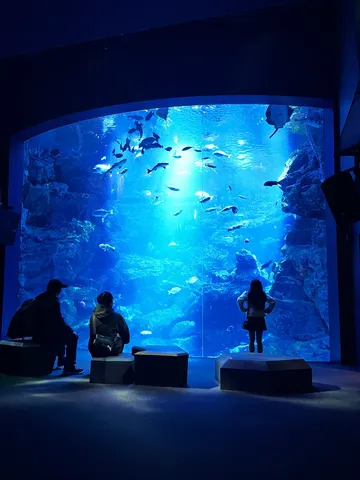 青の世界で魚と一体化