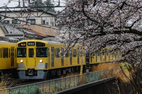桜と黄色い電車、春の鉄道風景