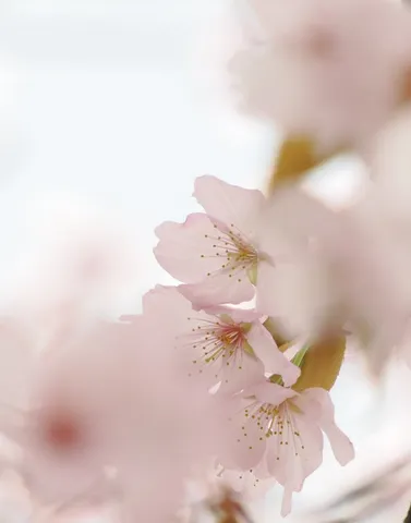 淡い春の花びらの瞬間
