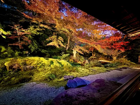 紅葉の幻想的な夜庭園