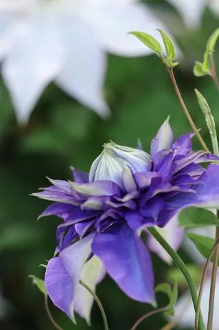 紫の花が静かに息づく