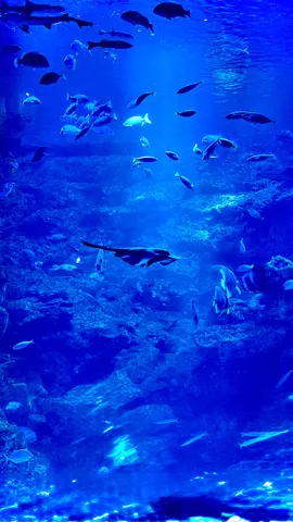 青の海を泳ぐ群像