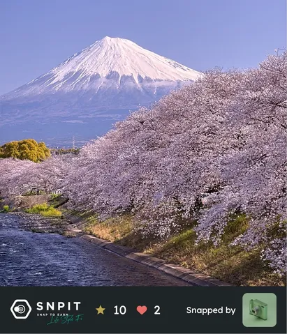 春の残雪と桜、川の流れ