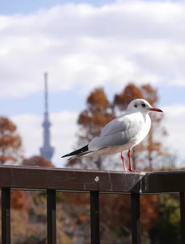 都鳥、秋の欄干に