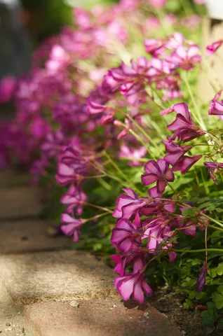 石畳に咲く、風に揺れる紫の花