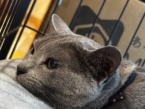 静寂に包まれた、猫の神秘的な瞳