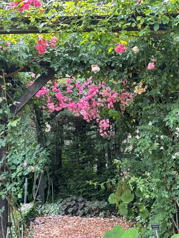 ピンクのバラが誘う秘密の花園