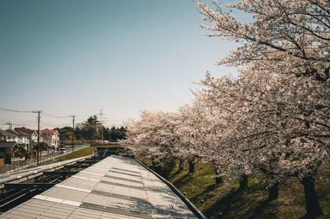 高架下の春、桜の息吹
