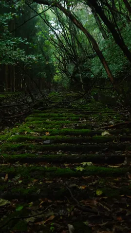 苔むす階段の森の道