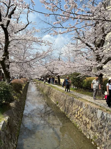 川沿い、桜並木の散歩道