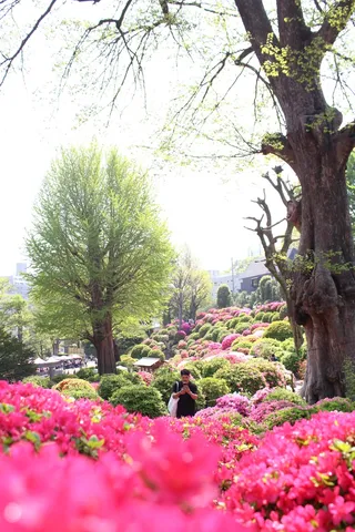 新緑と azalea の絨毯
