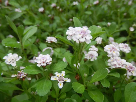 緑の中の小さな花畑