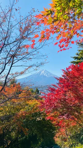 燃える紅葉と雪化粧の富士