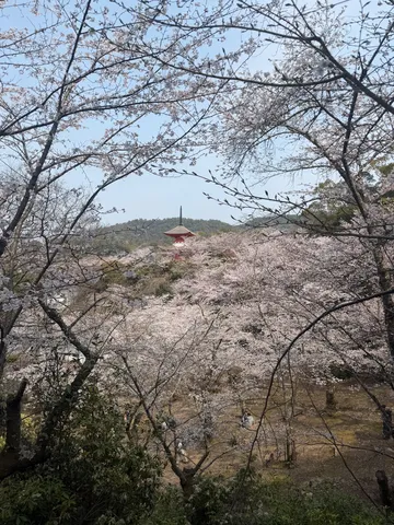 満開の桜と古都の寺院