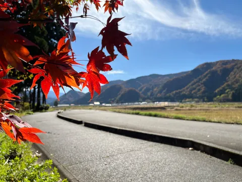 陽光きらめく秋の小道