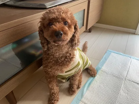 おしゃれ着でお散歩気分