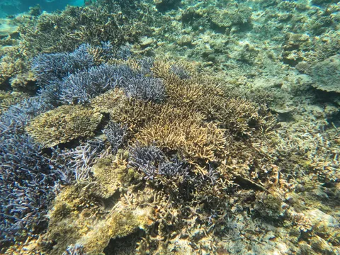 青と黄色のコントラスト、水中サンゴ礁