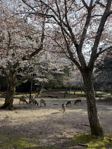 地面が気になるお花見鹿