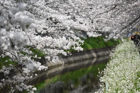 春風に揺れる、水辺の桜便り
