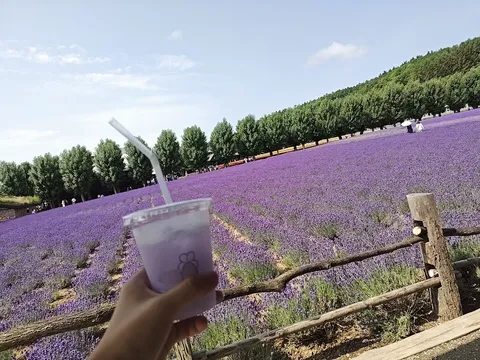 ラベンダー畑と紫色のドリンク