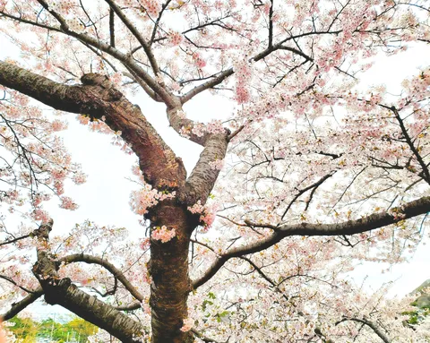 春風に舞う桜の絨毯