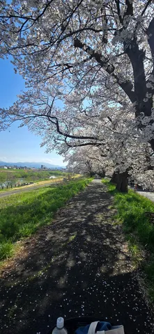 桜並木、足元も満開宣言