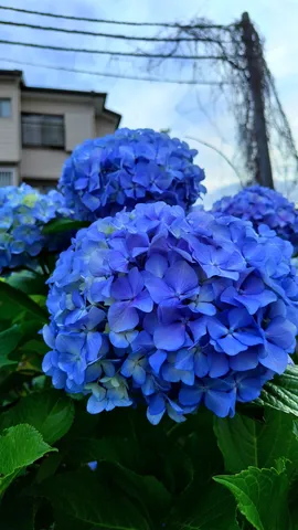 深海のような青い紫陽花