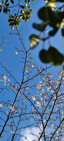 青空に咲く、春の訪れ