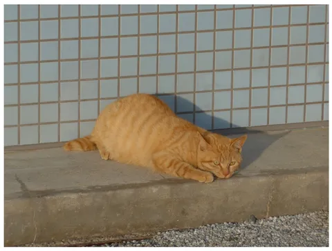 日向ぼっこ猫のまったりタイム