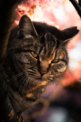 さくらねこ