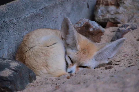 砂に溶ける眠り