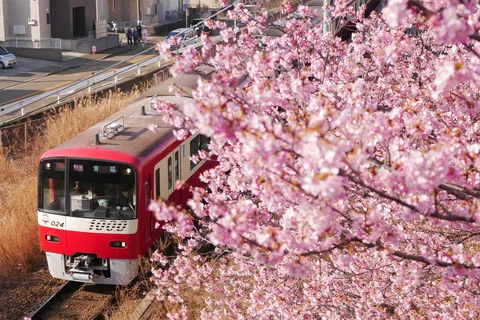 桜の向こうの特急列車