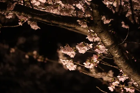 夜桜の幻想的なひととき