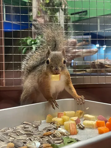 チーズとリンゴ、そしてリス！