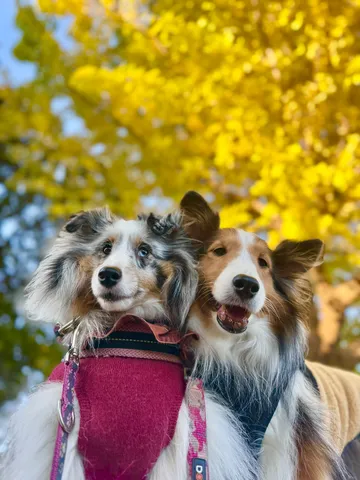 秋空のふたりと犬たち