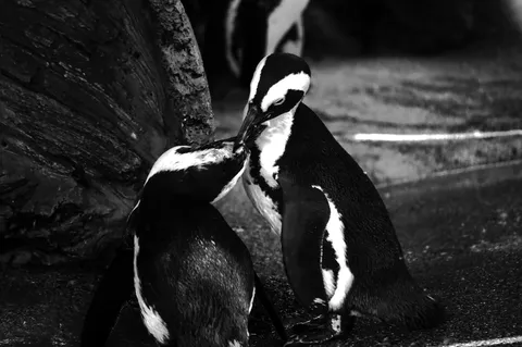 ペンギンたちの愛情表現