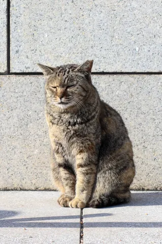 風格漂う猫、日向ぼっこ中